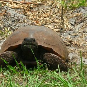 Meet your Posher, Sissylala